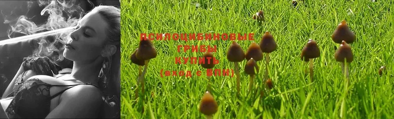 Псилоцибиновые грибы MAGIC MUSHROOMS  купить наркоту  ОМГ ОМГ сайт  Берёзовский 